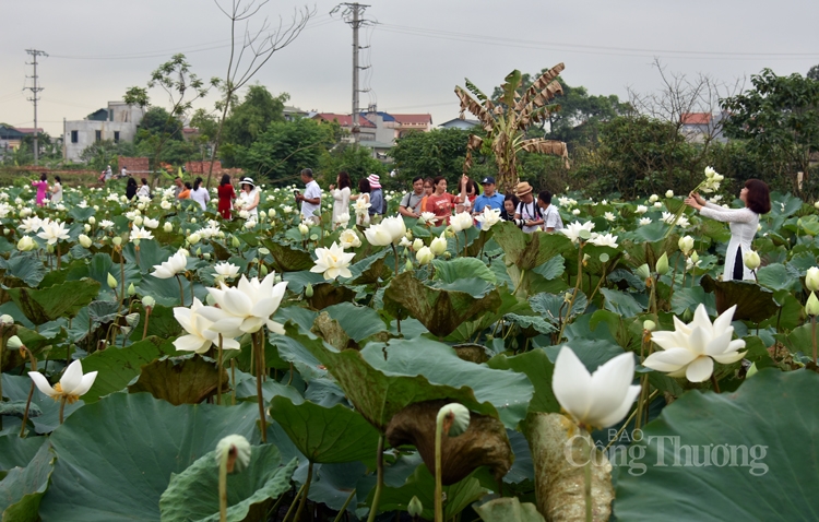 tinh khoi sen trang ngoai thanh ha noi