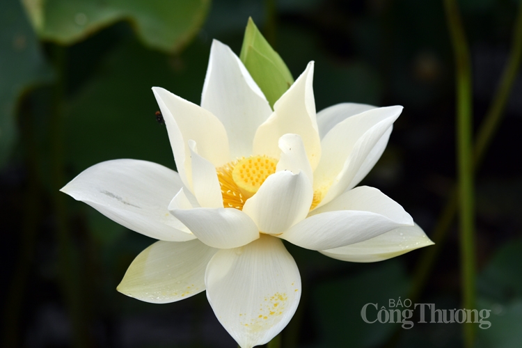 tinh khoi sen trang ngoai thanh ha noi