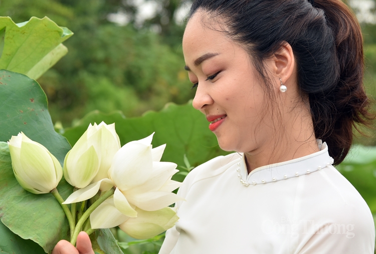 tinh khoi sen trang ngoai thanh ha noi