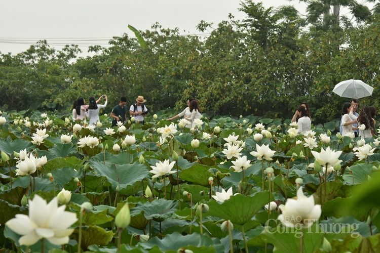 tinh khoi sen trang ngoai thanh ha noi