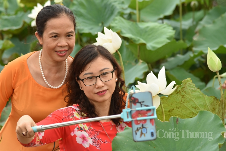 tinh khoi sen trang ngoai thanh ha noi