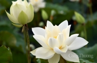 Tinh khôi sen trắng ngoại thành Hà Nội