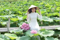 Sen Hồ Tây vào mùa