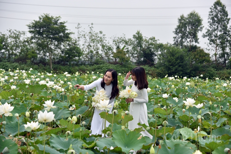 Hà Nội, người dân trồng hoa sen trắng nhưng không bán