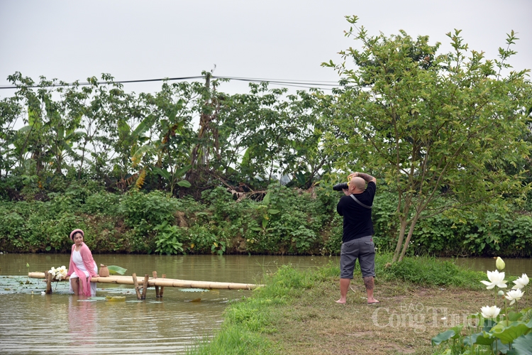 Hà Nội, người dân trồng hoa sen trắng nhưng không bán