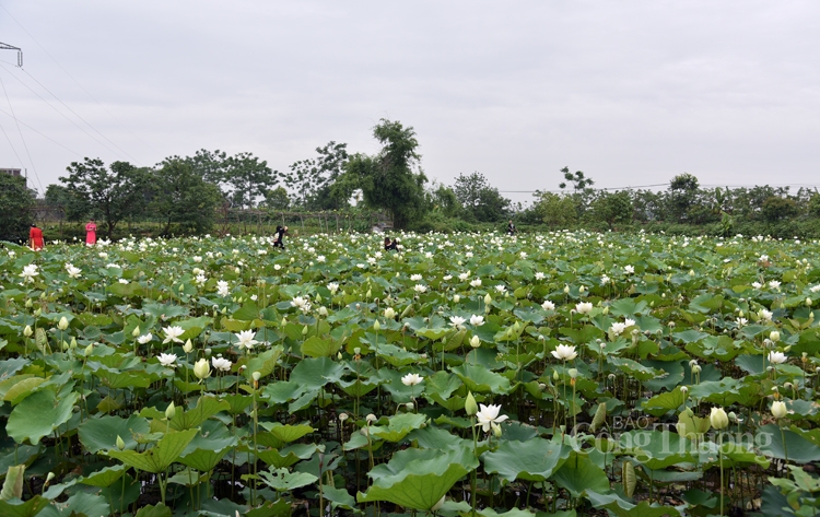 Hà Nội, người dân trồng hoa sen trắng nhưng không bán