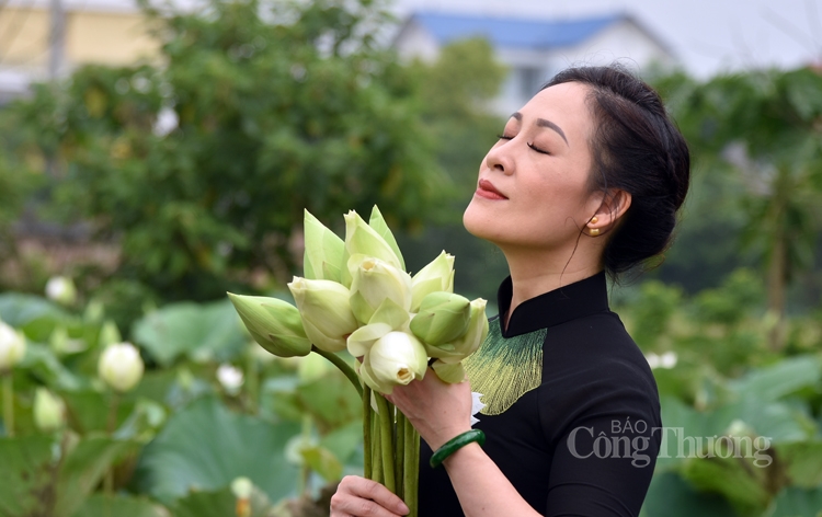 Hà Nội, người dân trồng hoa sen trắng nhưng không bán