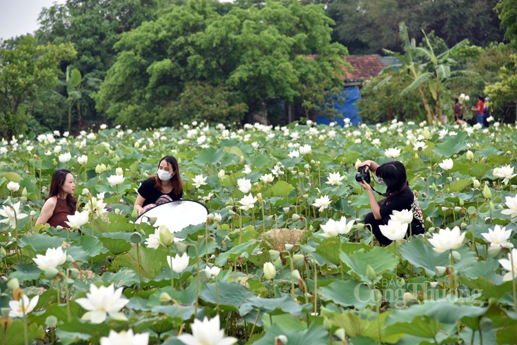 Hà Nội, người dân trồng hoa sen trắng nhưng không bán