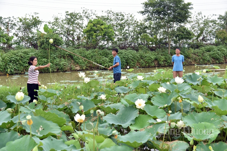 Hà Nội, người dân trồng hoa sen trắng nhưng không bán