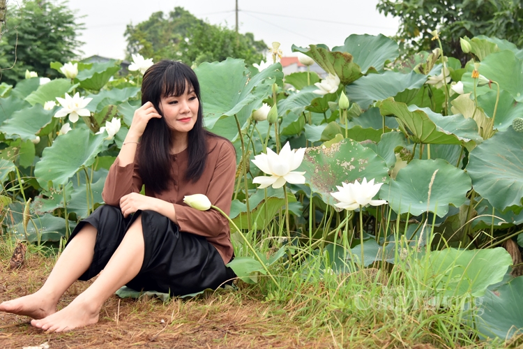 Hà Nội, người dân trồng hoa sen trắng nhưng không bán