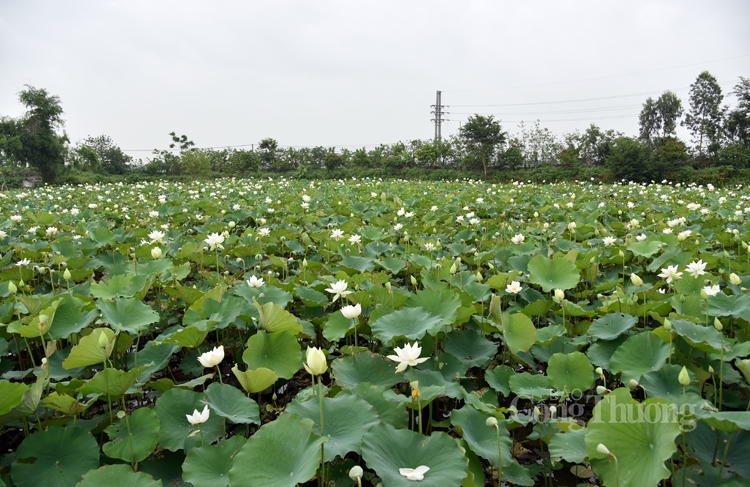 Hà Nội, người dân trồng hoa sen trắng nhưng không bán