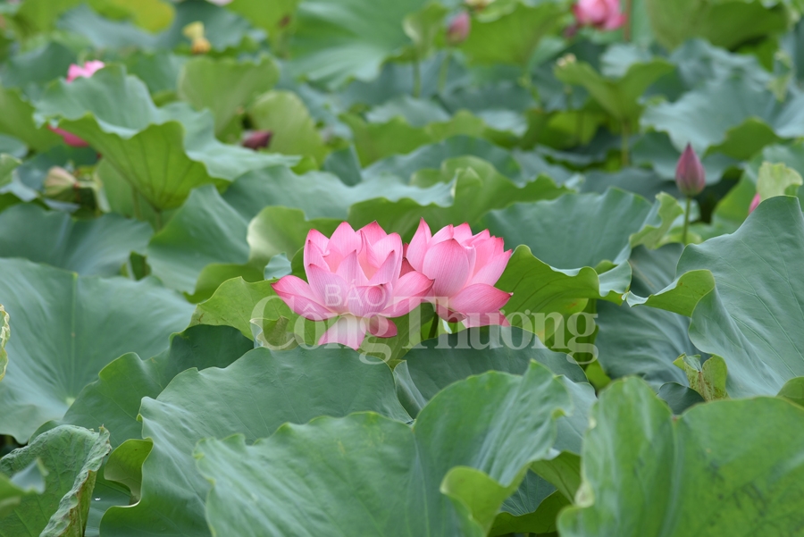 bac giang hoa sen vao mua ngat huong thom