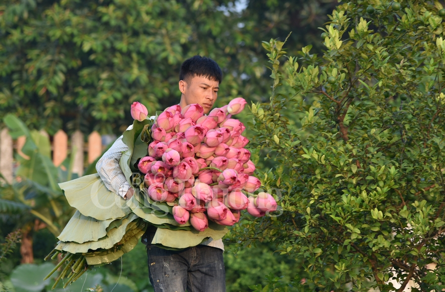 tra sen ho tay luu giu net van hoa nguoi ha noi