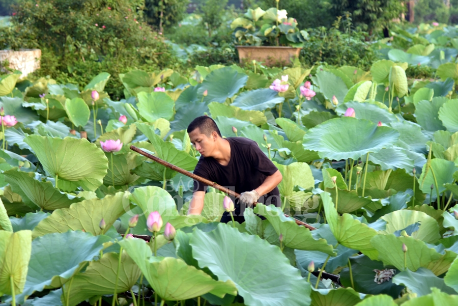 tra sen ho tay luu giu net van hoa nguoi ha noi