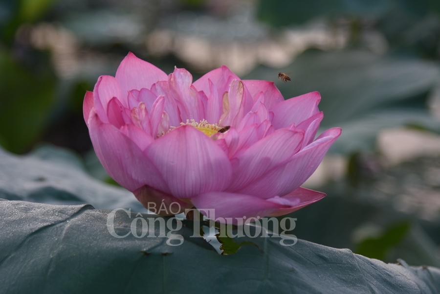 tra sen ho tay luu giu net van hoa nguoi ha noi