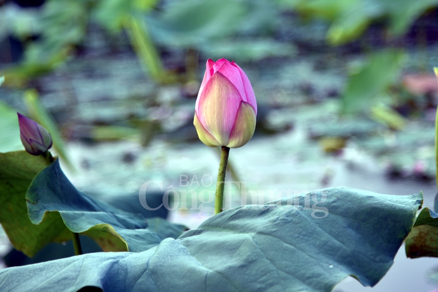 tra sen ho tay luu giu net van hoa nguoi ha noi