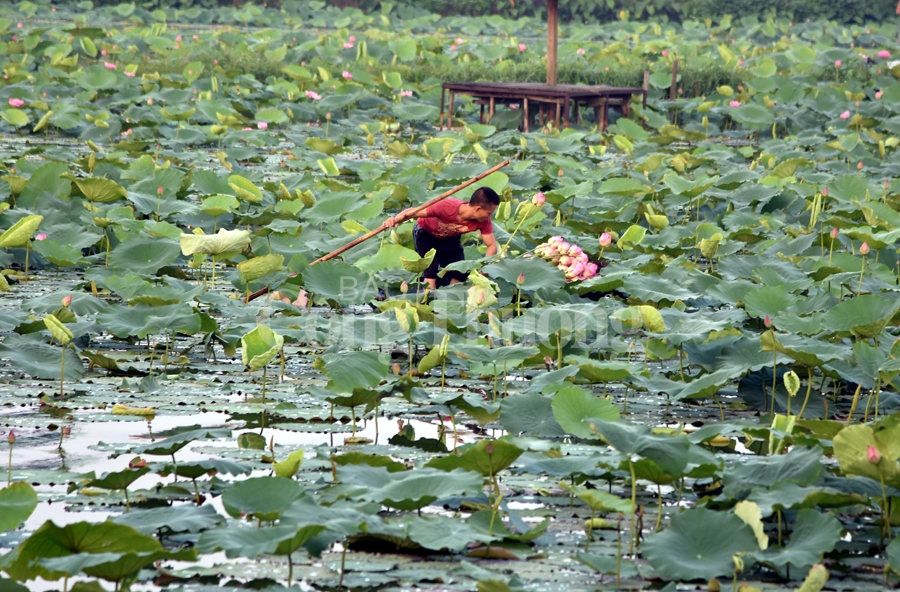 tra sen ho tay luu giu net van hoa nguoi ha noi