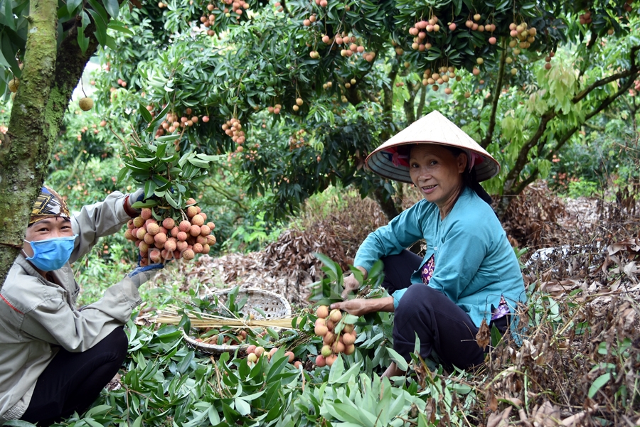 ruc ro sac do tai vuong quoc vai thieu luc ngan