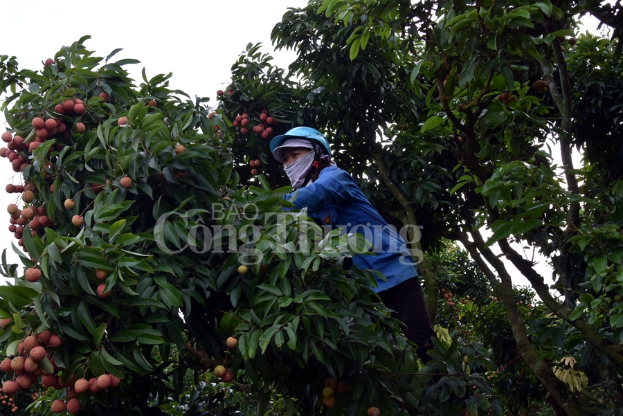 ruc ro sac do tai vuong quoc vai thieu luc ngan
