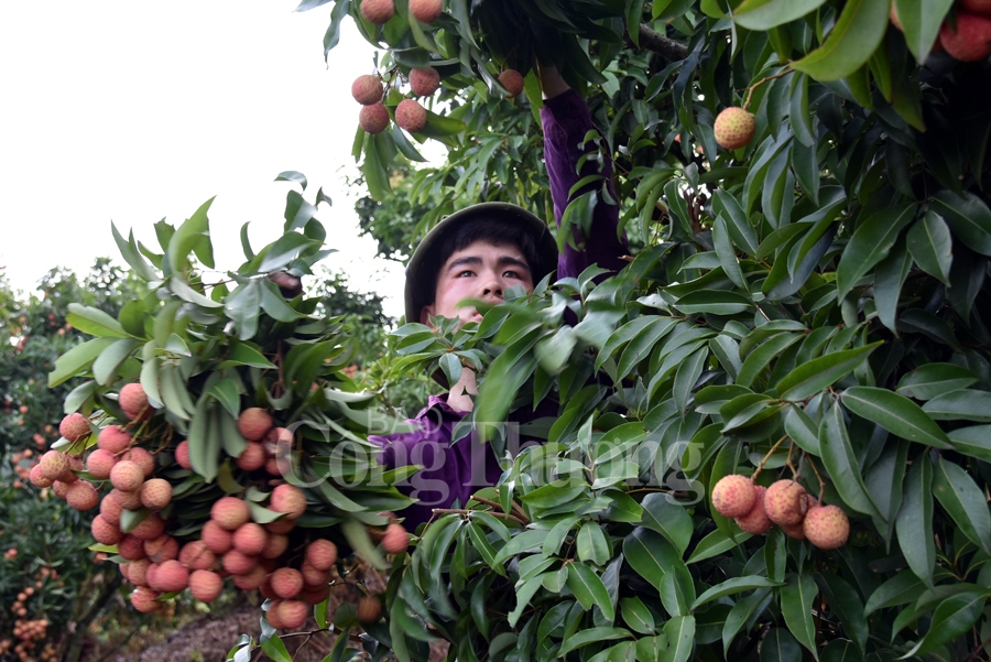 ruc ro sac do tai vuong quoc vai thieu luc ngan
