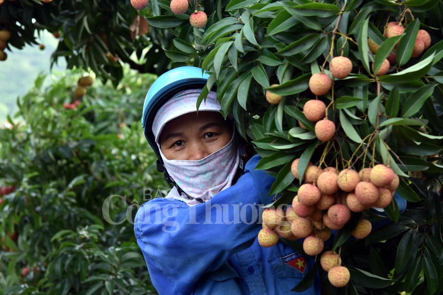 ruc ro sac do tai vuong quoc vai thieu luc ngan