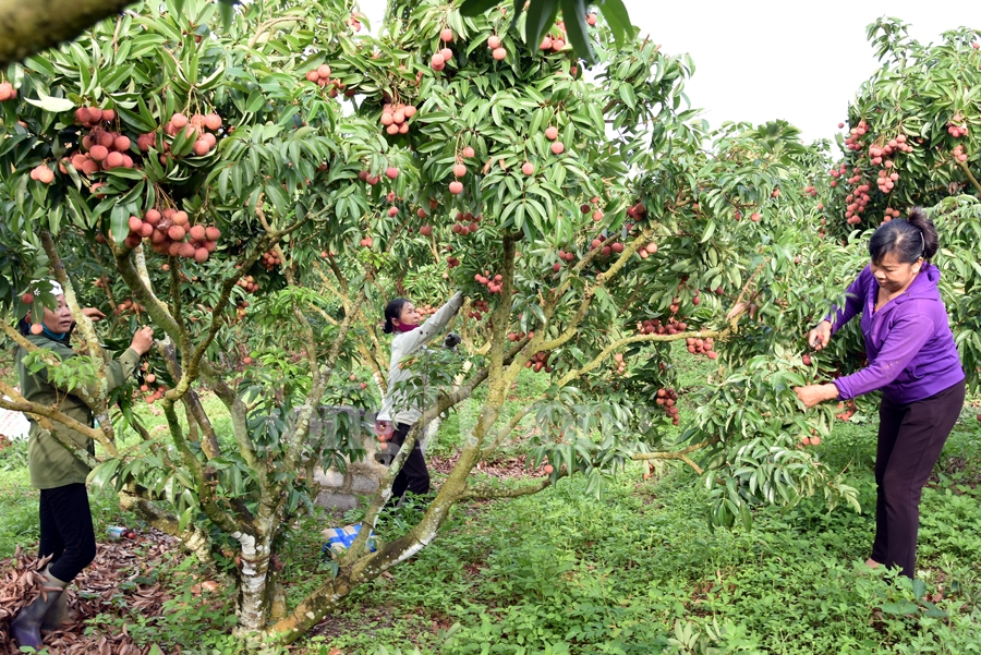 ruc ro sac do tai vuong quoc vai thieu luc ngan