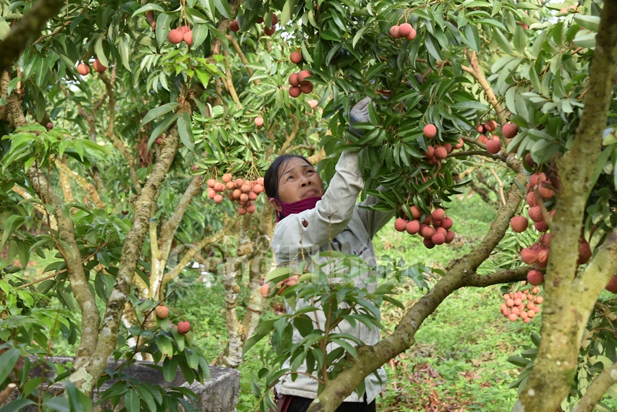 ruc ro sac do tai vuong quoc vai thieu luc ngan