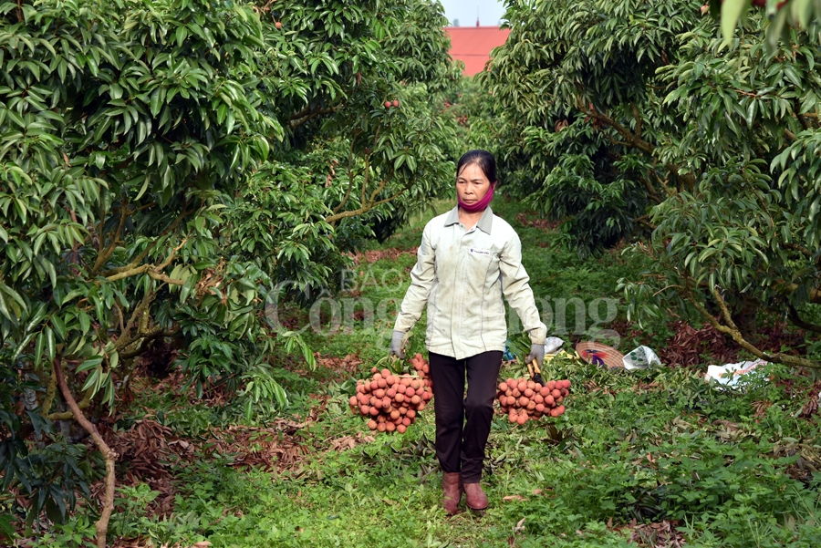 ruc ro sac do tai vuong quoc vai thieu luc ngan