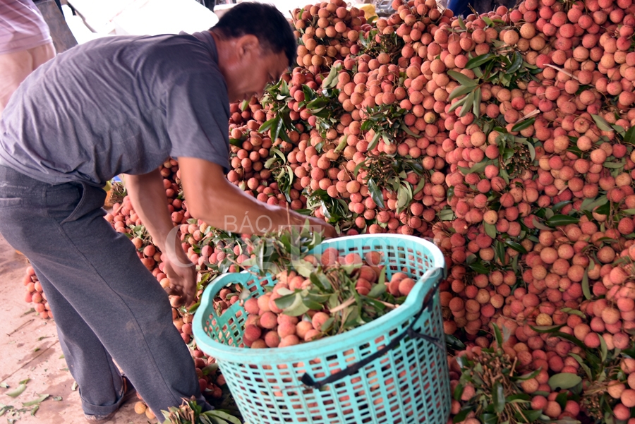 ruc ro sac do tai vuong quoc vai thieu luc ngan
