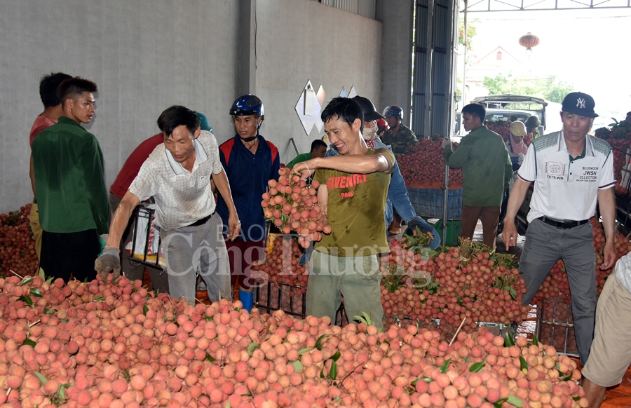ruc ro sac do tai vuong quoc vai thieu luc ngan