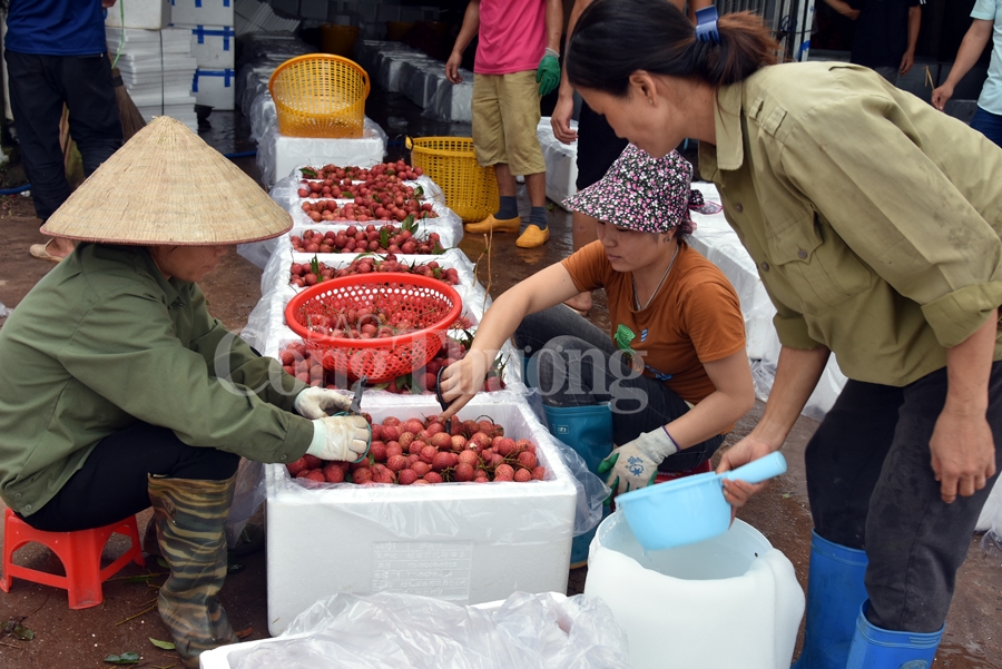 ruc ro sac do tai vuong quoc vai thieu luc ngan