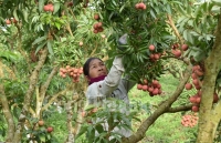 Rực rỡ sắc đỏ tại