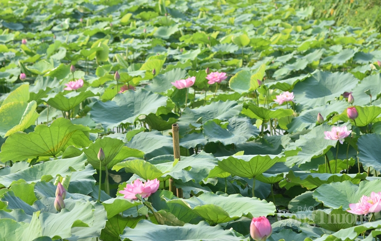 tra sen ho tay uop xoi len ngoi