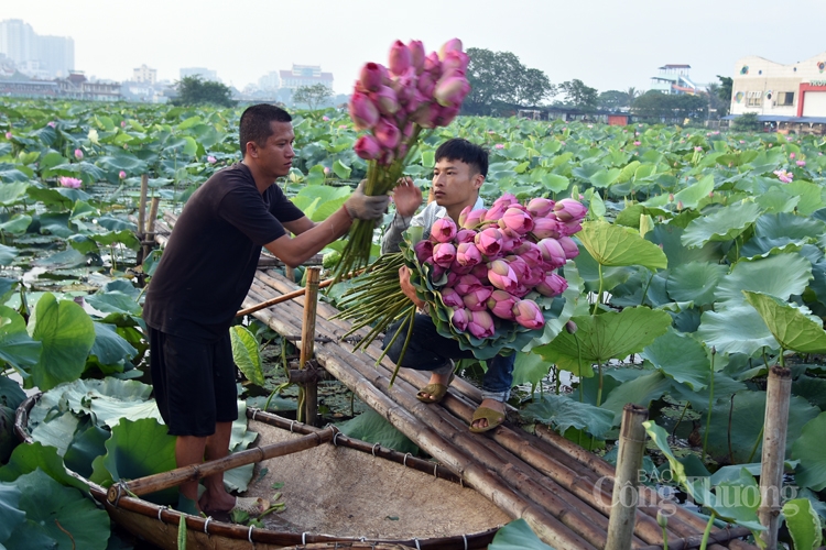 tra sen ho tay uop xoi len ngoi