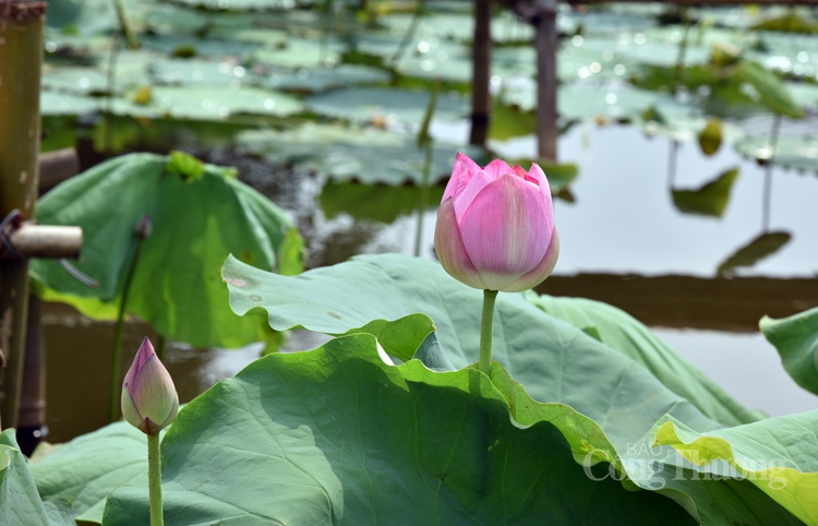 tra sen ho tay uop xoi len ngoi