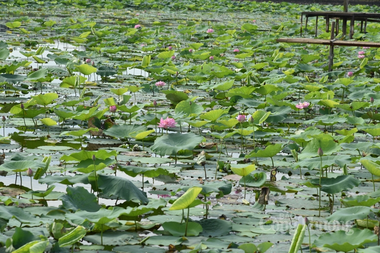 tra sen ho tay uop xoi len ngoi