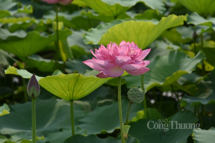 tra sen ho tay uop xoi len ngoi