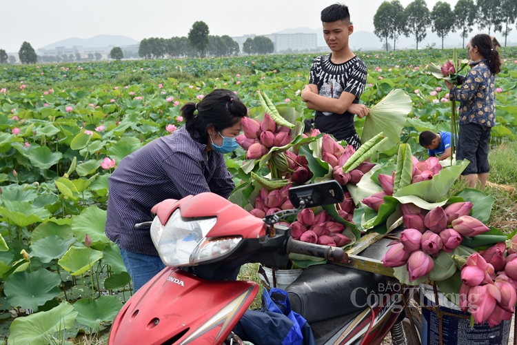 tra sen ho tay uop xoi len ngoi