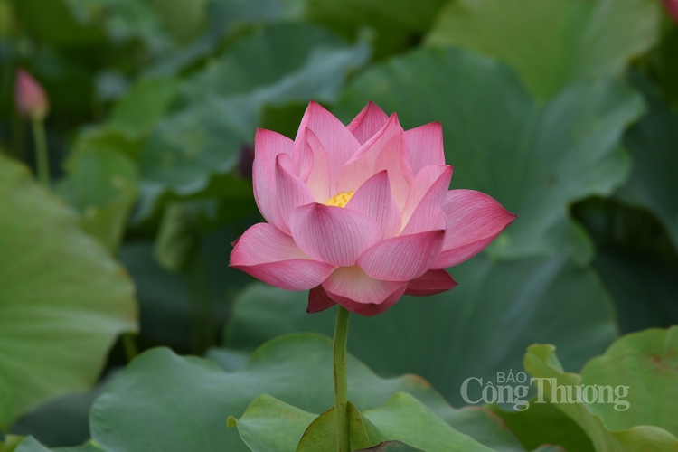 tra sen ho tay uop xoi len ngoi