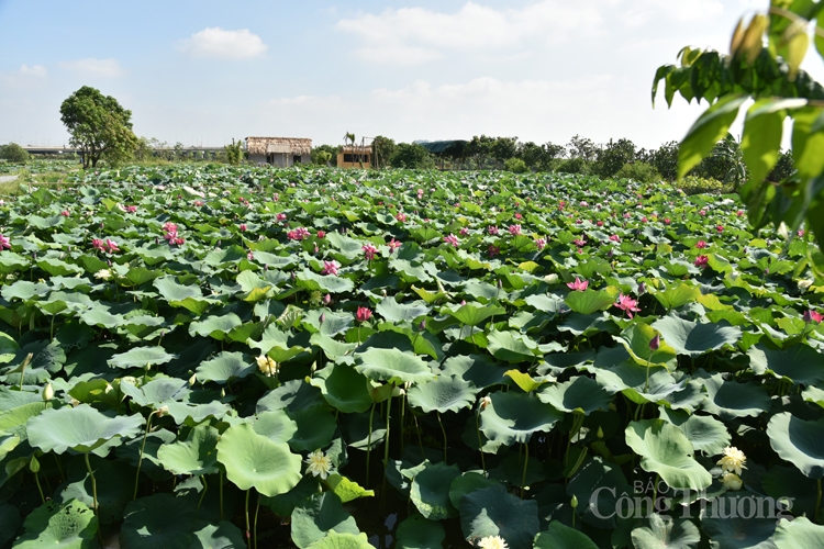 ha noi ruc sac mau 72 loai sen quy hiem