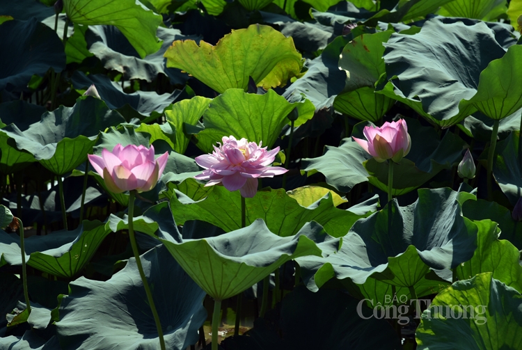 ha noi ruc sac mau 72 loai sen quy hiem
