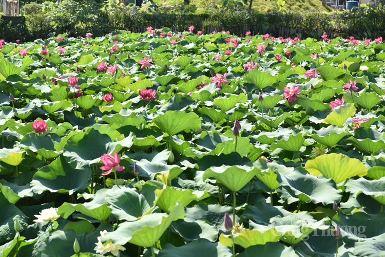 ha noi ruc sac mau 72 loai sen quy hiem