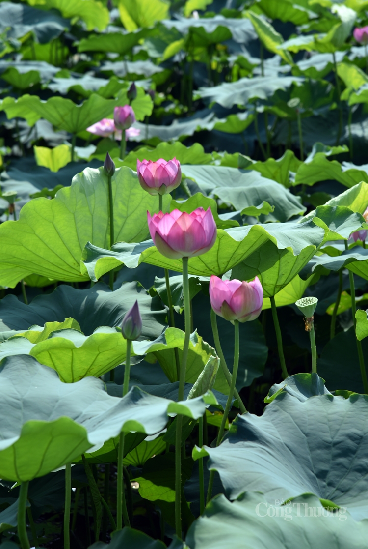 ha noi ruc sac mau 72 loai sen quy hiem