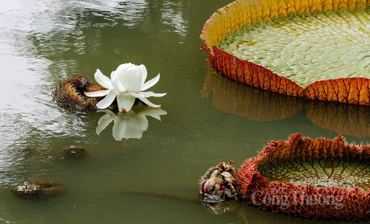 ha noi ruc sac mau 72 loai sen quy hiem