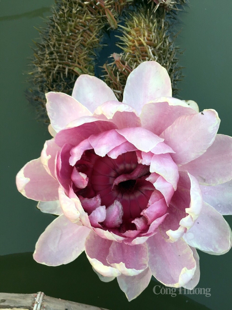 ha noi ruc sac mau 72 loai sen quy hiem