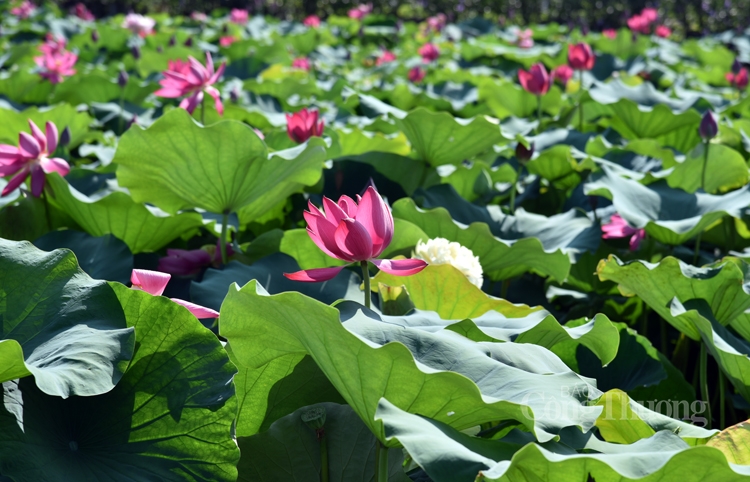 ha noi ruc sac mau 72 loai sen quy hiem