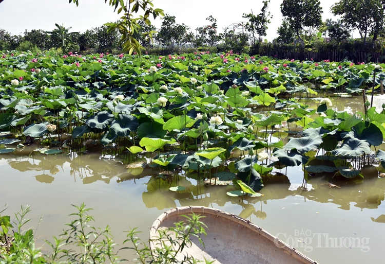 ha noi ruc sac mau 72 loai sen quy hiem