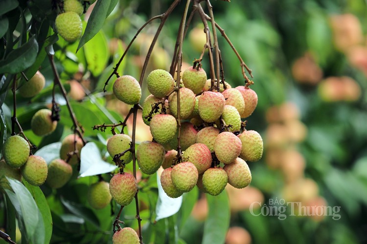 Vải Thanh Hà được mùa, được giá