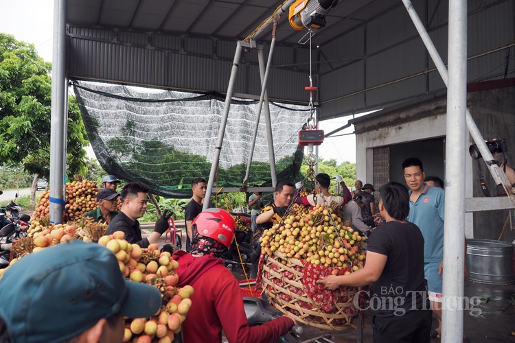 Vải Thanh Hà được mùa, được giá