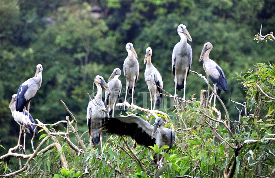 binh yen thung nham dat lanh chim dau